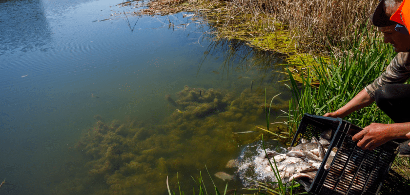 Repopulare peste lac Gheorgheni