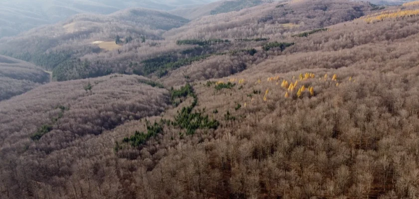 Codrii seculari ascunși în Munții Poiana Ruscă, rezevația forestieră aproape neatinsă de oameni VIDEO