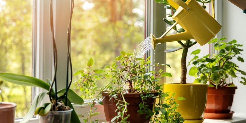 Cele mai bune plante care purifică aerul în casă