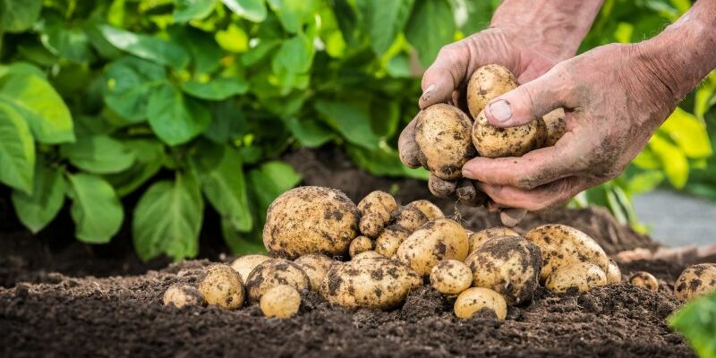 Obezitate: Mai este considerat cartoful o legumă sau doar amidon? Autoritățile americane se contrazic